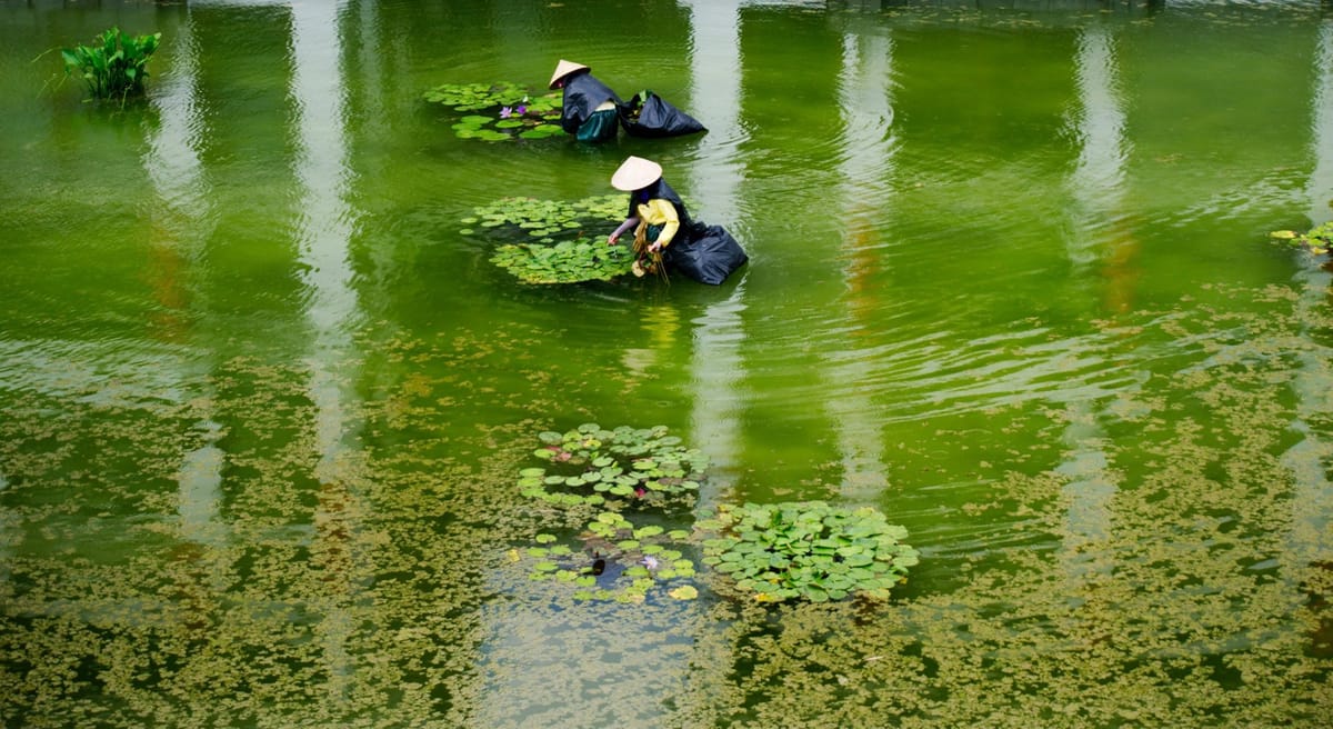 MAC Flooding Attack: Biến Switch thành Hub trong 5 phút